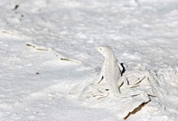 Camouflage Photography