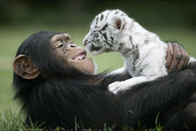 chimpanzee lion