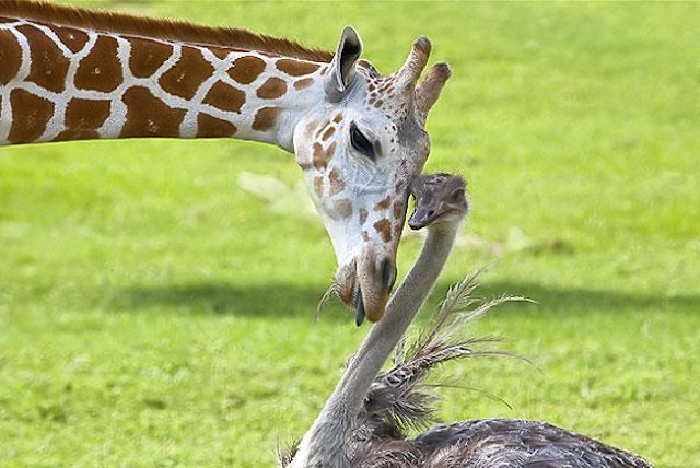 giraffe ostrich