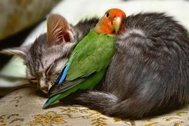 kitten parrot