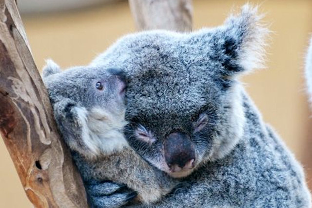 koala koala