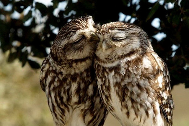 http://www.bitoffun.com/fun-stuff/images/animals-in-love-owl-owl.jpg
