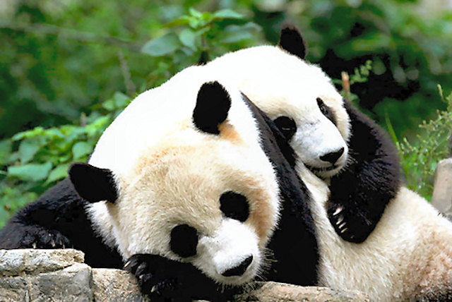 panda panda