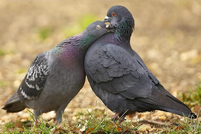 pigeon pigeon