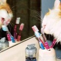  cat licking toothbrush