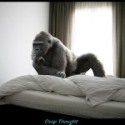 gorilla in thought