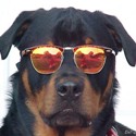 dog sunglasses