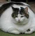  fatcat