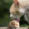  funny cat and hamster