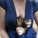  weasels and breasts