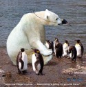  polar bear and penguins