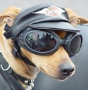  biker dog