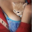   kitten and breasts