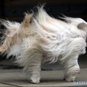  longhair and wind