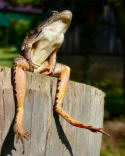 frog sitting on a post