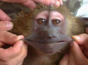 smiling monkey