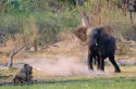 elephant interrupting lion's sex life