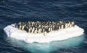 penguins on a raft