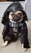 Darth alien dog