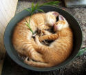 cozy kittens