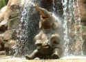 elephant shower