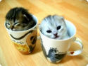 kitten in the cup