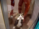 cat in a shower
