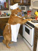 golden retriever Cook