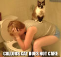 callous cat