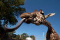 one long tongue -- giraffes
