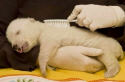 baby polar bear