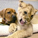  a dog and a lion cub