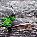  iguana riding a ray