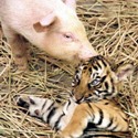  a pig and a Tiger cub