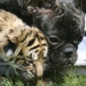  tiger cub and a dog