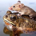  a mouse riding a frog