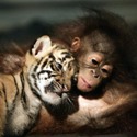  orangutan and tiger cub