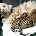  a dog with tiger cubs