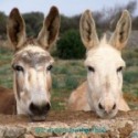  two donkeys