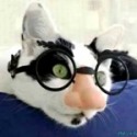  cat in disguise