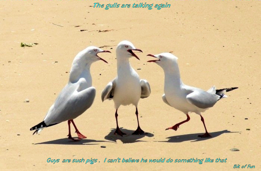 gulls are talking again funny photo