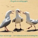  gulls are talking