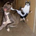  kung fu cat