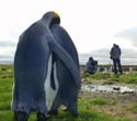 arctic lovebirds 