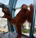  orangutan in a window