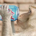  monkey soda