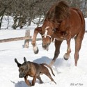  horse chasing dog