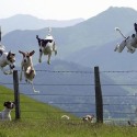  dogs jumping a fence