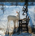  albino deer