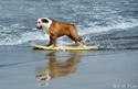 surfer dog 